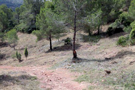 Termina la mejora del área cortafuegos de Romeu para reforzar la prevención de incendios en Sagunto