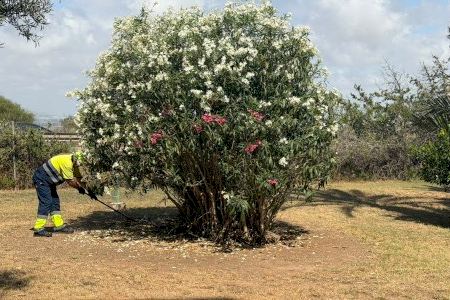 Torrevieja millora les seues zones verdes amb la posada a punt de la Plaça de l’Agricultura de la Mata