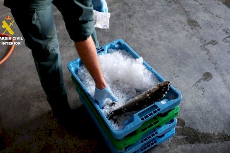 Pescado robado y con residuos de medicamentos: dos detenidos por venderlo como captura salvaje en Santa Pola Pescado robado y con residuos de medicamentos: dos detenidos por venderlo como captura salvaje en Santa Pola