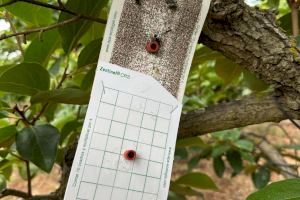 Feromonas para combatir de forma sostenible las plagas del caqui: esta es la novedosa solución que plantean investigadores valencianos Feromonas para combatir de forma sostenible las plagas del caqui: esta es la novedosa solución que plantean investigadores valencianos
