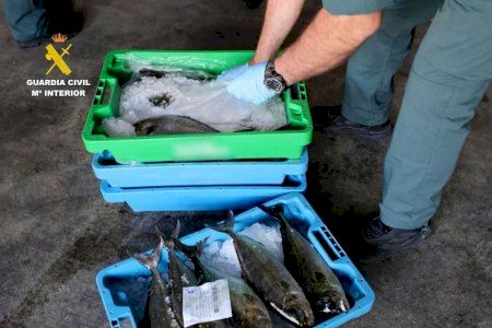 ¿Pescado robado en el puerto de Santa Pola? La Cofradía, indignada: “Ningún pescador ha sido detenido” ¿Pescado robado en el puerto de Santa Pola? La Cofradía, indignada: “Ningún pescador ha sido detenido”