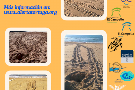 El Campello demana col·laboració als usuaris de les platges per l’inici de la nidificació de la tortuga babaua