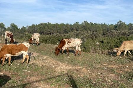Los ganaderos de Valencia se ven obligados a llevar sus animales hasta Burriana o Vinaròs por falta de mataderos: "Hay que dar una solución" Los ganaderos de Valencia se ven obligados a llevar sus animales hasta Burriana o Vinaròs por falta de mataderos: "Hay que dar una solución"