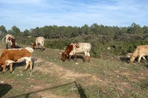 Los ganaderos de Valencia se ven obligados a llevar sus animales hasta Burriana o Vinaròs por falta de mataderos: "Hay que dar una solución" Los ganaderos de Valencia se ven obligados a llevar sus animales hasta Burriana o Vinaròs por falta de mataderos: "Hay que dar una solución"