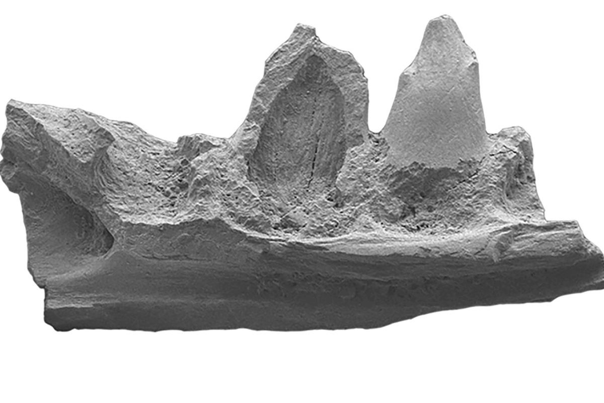 Un estudio liderado por la Universitat de València reconstruye la evolución de los anfibios y reptiles ibéricos de hace 16 millones de años