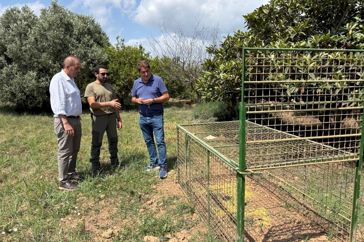 Ayuntamiento y Generalitat intensifican el control del jabalí en Castellón