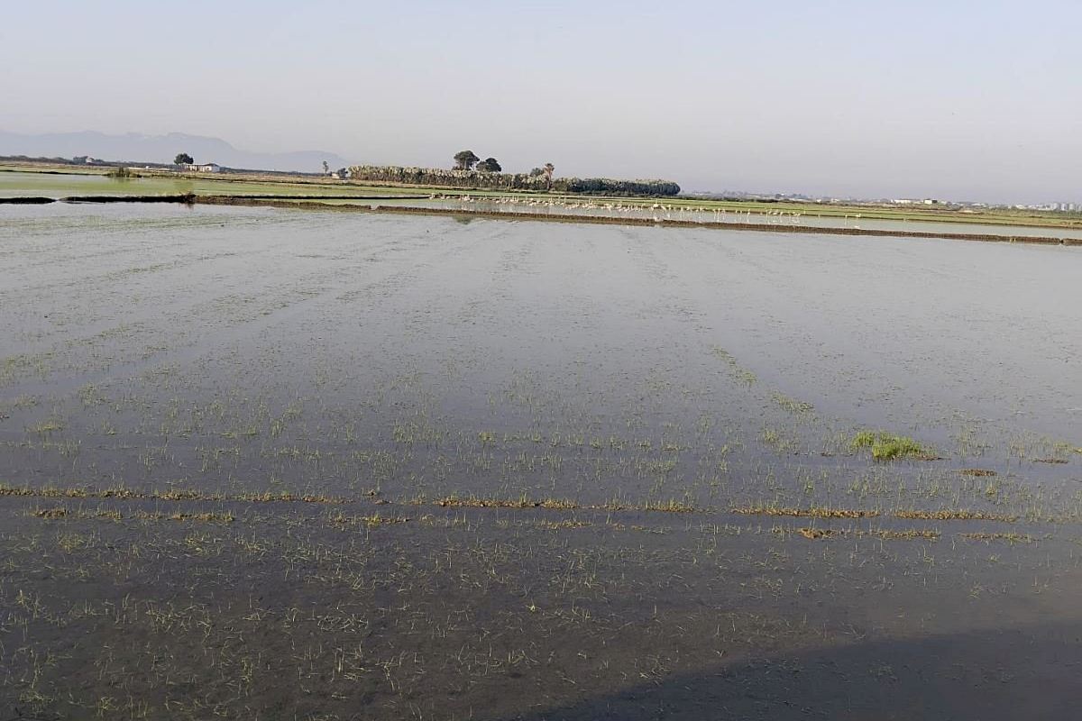 ¿Qué ha pasado con el ‘cucat’? alerta entre los agricultores al extenderse la plaga por Valencia