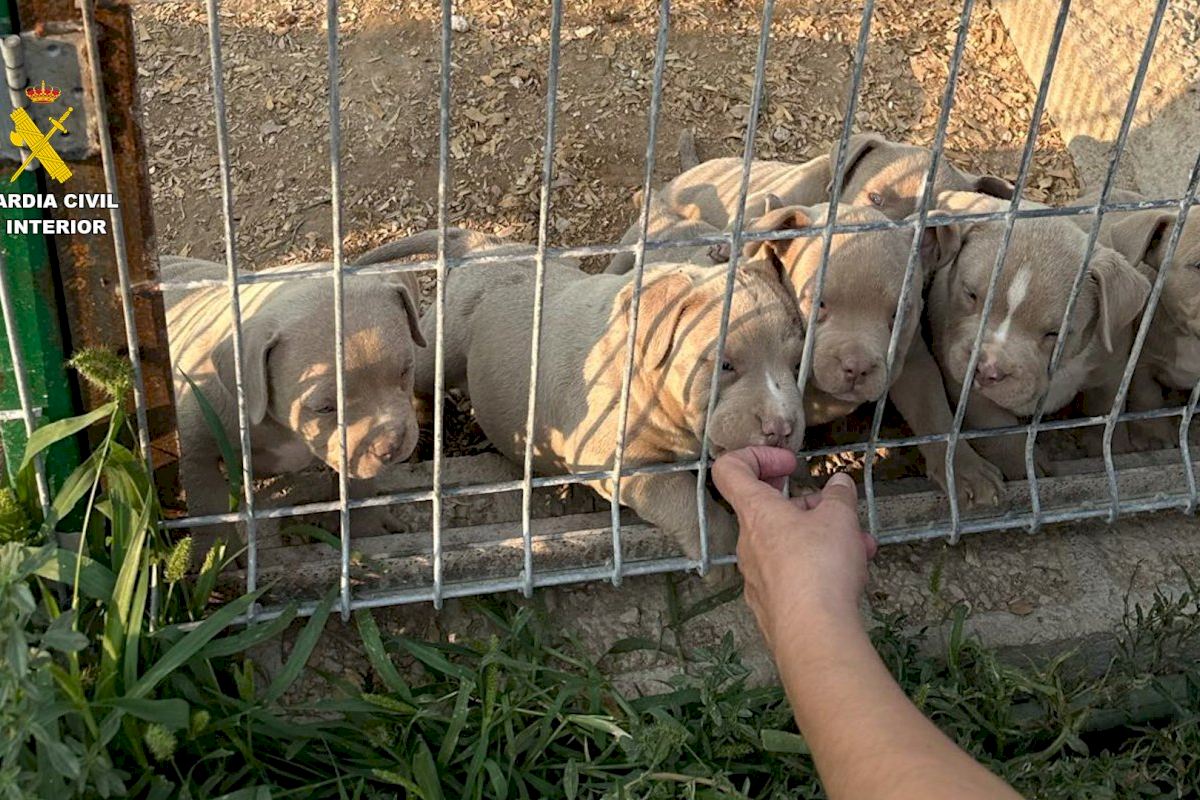 Un mastín con amputaciones recientes destapa una red que vendía perros con cortes ilegales desde Alicante