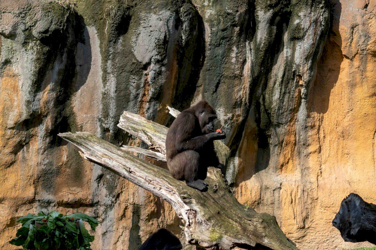 La gorila Virunga celebra sus 10 años con una “fiesta salvaje” en BIOPARC Valencia