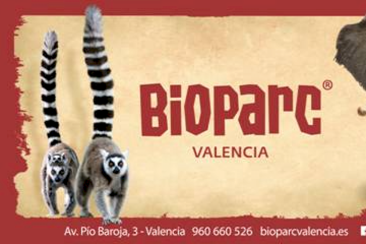 El segundo “bebé” de dril este verano consolida el éxito de BIOPARC Valencia para salvar este poco conocido primate