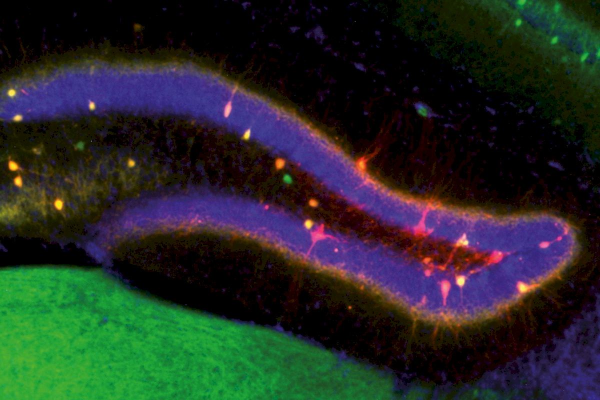 Un estudio revela cómo el cerebro decide entre recordar más detalles o proteger los recuerdos