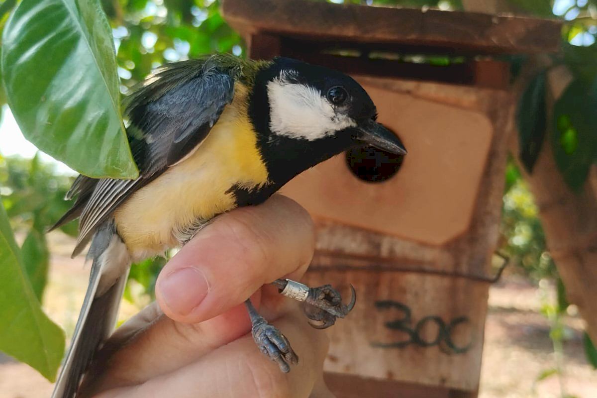 Revelan el impacto del calentamiento global en el tamaño de las aves