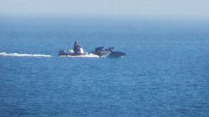Una llanxa d'esbarjo persegueix a un grup de dofins enfront de la platja del Saler