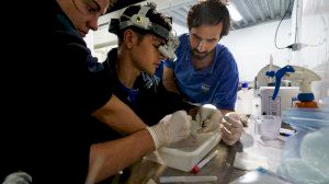 Veterinaris de l'Oceanogràfic salven a un cavallet marí mitjançant microcirugia