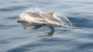 VÍDEO | Veïns del Perelló graven a desenes de dofins des dels seus balcons