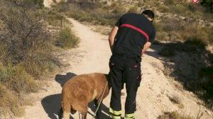 Rescatan a un carnero tras caer en un pozo de minas en Mutxamel