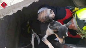 Rescaten a dos gos atrapats en un pou de formigó a Elx