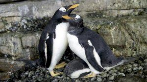 Dos pingüins femelles incuben un ou d'una altra parella en l'Oceanogràfic i adopten a la cria