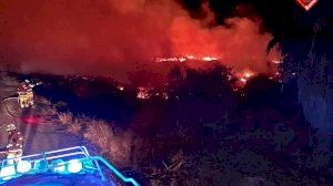 Es cremen tres hectàrees de palmeres en un incendi a Elx