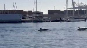 Delfines en la Marina de Valencia