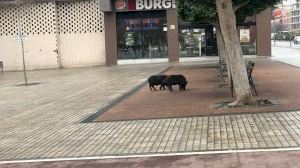 VIDEO | Varios cerdos campan a sus anchas por el centro de Castellón