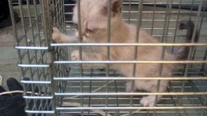 Rescatan a un gatito que se había quedado atrapado en la tubería de una finca en Alzira