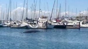 L'increïble vídeo d'una balena de grans dimensions al Port de València