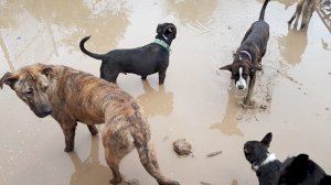 Un refugi d'animals a Sueca demana ajuda després d'inundar-se tot el terreny