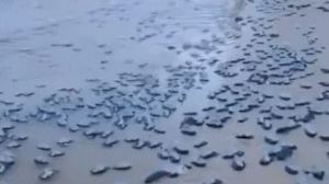 Aparecen cientos de medusas en las playas de Orihuela tras el temporal