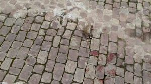 Suciedad y ratas: Esta es la situación que denuncian los vecinos de Burriana