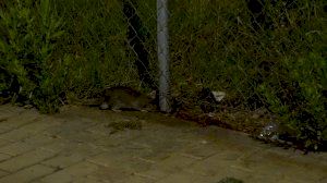 Plaga de rates en un parc al costat de tres col·legis de Castelló