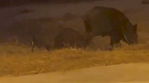 Una manada de jabalís se pasea cerca de la playa de Almassora
