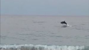 Uns dofins sorprenen els banyistes de La Vila Joiosa