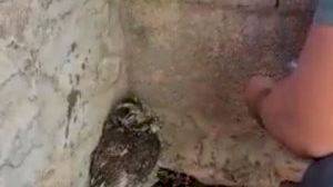Rescatat un mussol en l'incendi de Toràs: La viva imatge de l'esperança