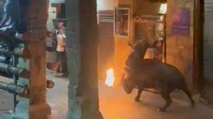 El toro embolado embiste a un aficionado taurino en Morella