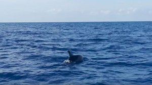 Visita de dofins prop de la costa d'Oropesa