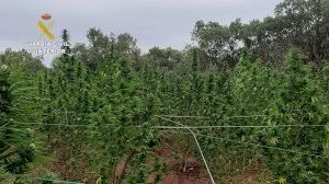 Incautan más de 1.000 plantas de marihuana en una montaña de Villalonga