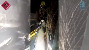 Rescatan tres perros que quedaron atrapados en una balsa de Elche