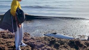 Un gos albira un dofí encallat, polps i calamars morts a la platja de Borriana