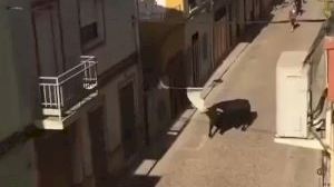 Noves imatges: un bou envist a un jove a Xilxes
