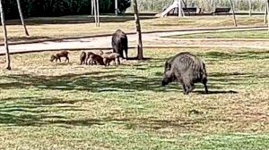 Una familia de jabalís campa a sus anchas por un parque de Oropesa