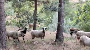 Un agricultor de la Vall d'Uixó, desesperat en veure com unes ovelles sense pastor es mengen els seus cultius