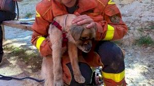 Els bombers rescaten a un gos atrapat en una séquia d'Ontinyent