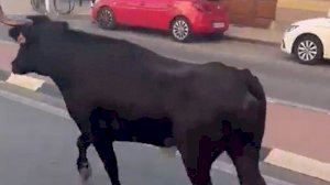 Herida en estado crítico una mujer tras ser embestida por un toro en Almàssera