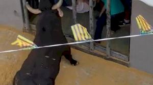 Un hombre sufre la cogida de un toro en los 'bous al carrer' de Quartell