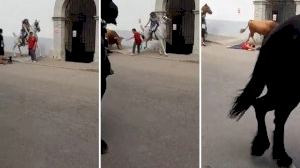 Susto en Vilafranca: un caballo golpea a un hombre durante la trashumancia