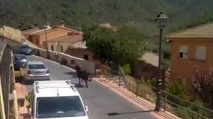 Susto en un pueblo castellonense al escaparse una vaca
