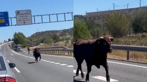 Una manada de toros escapa por la A-3 tras el accidente de un camión en Buñol