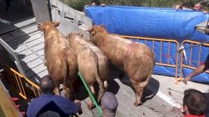 Recuperan los toros fugados por la autovía A3 en Buñol