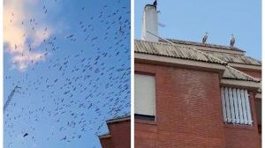 VIDEO | Miles de cigüeñas sorprenden a los vecinos surcando el cielo de Onda